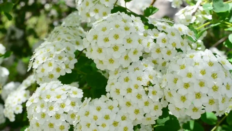 Free Video Stock Spirea Blowing Gently In The Wind Live Wallpaper - Free Live Wallpaper