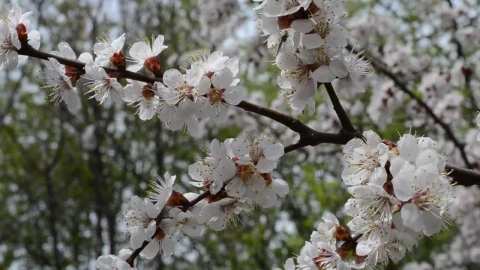 Free Video Stock Spring Flowers Throughout A Forest Live Wallpaper - Free Live Wallpaper