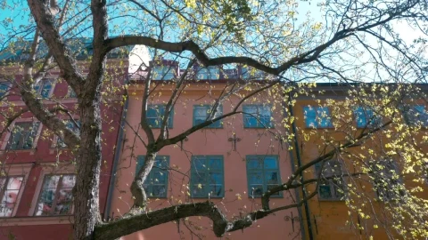 Free Video Stock Spring Leaves On A Tree Live Wallpaper - Free Live Wallpaper