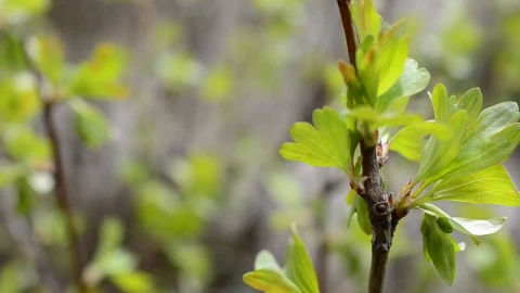 Free Video Stock Spring Leaves Starting To Grow Live Wallpaper - Free Live Wallpaper