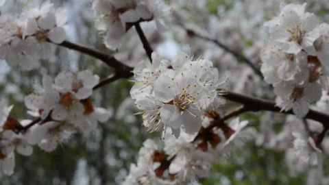 Free Video Stock Spring Scenery Throughout A Forest Live Wallpaper - Free Live Wallpaper