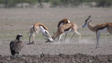 Free Video Stock Springbok Fighting With Horns Live Wallpaper - Free Live Wallpaper