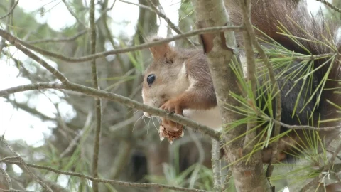 Free Video Stock Squirrel Eating In A Tree Live Wallpaper - Free Live Wallpaper
