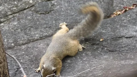 Free Video Stock Squirrel On A Rock Live Wallpaper - Free Live Wallpaper