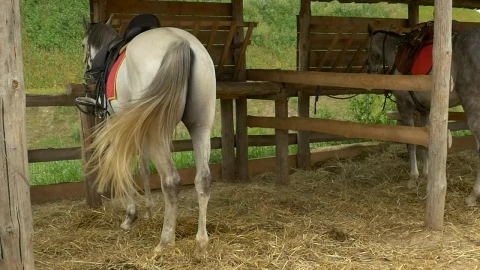 Free Video Stock Stable With Tied Horses Live Wallpaper - Free Live Wallpaper
