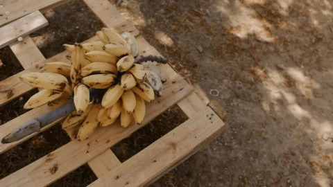 Free Video Stock Stalk Of Small Bananas Over A Wooden Base Live Wallpaper - Free Live Wallpaper