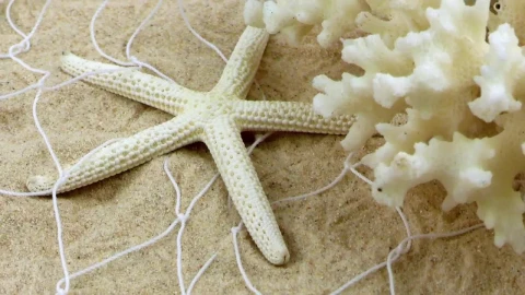 Free Video Stock Starfish And A Small Coral On The Fishing Net In Live Wallpaper - Free Live Wallpaper