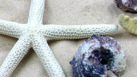 Free Video Stock Starfish And Shells In The Sand Underwater Live Wallpaper - Free Live Wallpaper