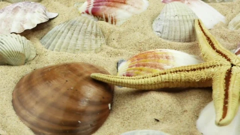 Free Video Stock Starfish And Shells On The Seabed Live Wallpaper - Free Live Wallpaper