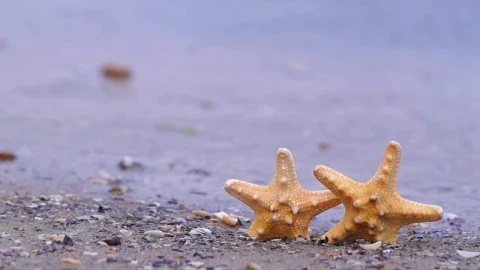 Free Video Stock Starfish On The Beach Live Wallpaper - Free Live Wallpaper