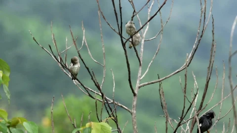 Free Video Stock Starlings In Malaysia Live Wallpaper - Free Live Wallpaper