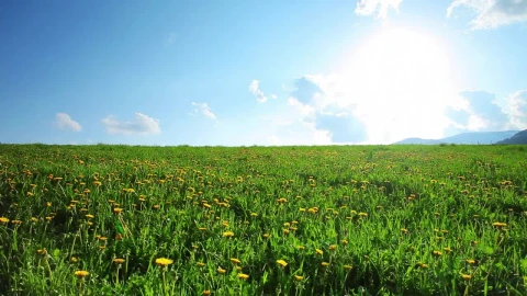 Free Video Stock Static Shot Of A Field Full Of Sunflowers Live Wallpaper - Free Live Wallpaper