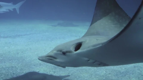 Free Video Stock Stingrays And Sharks Swimming Live Wallpaper - Free Live Wallpaper