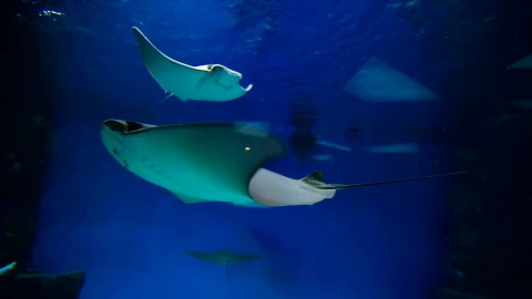 Free Video Stock Stingrays Swimming Underwater Live Wallpaper - Free Live Wallpaper
