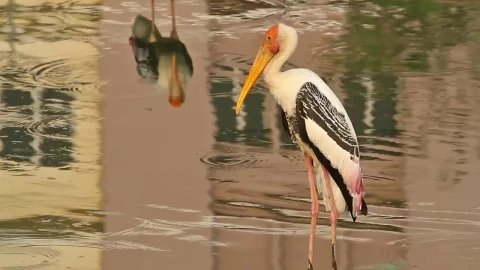 Free Video Stock Stork Standing In Flowing Water Live Wallpaper - Free Live Wallpaper