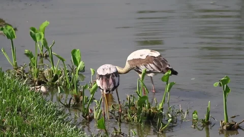 Free Video Stock Storks Fishing In Shallow Water Live Wallpaper - Free Live Wallpaper