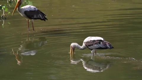 Free Video Stock Storks Looking For Fish Live Wallpaper - Free Live Wallpaper