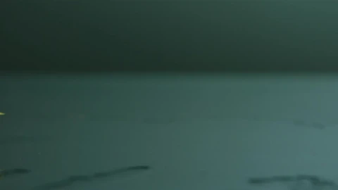 Free Video Stock Strawberrie Bouncing In Slow Motion Live Wallpaper - Free Live Wallpaper
