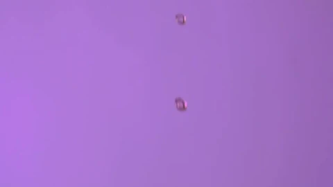 Free Video Stock Strawberries And Blackberries Falling On A Purple Background Live Wallpaper - Free Live Wallpaper