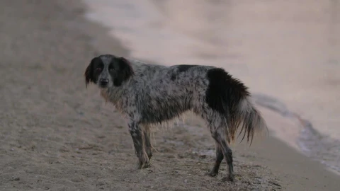 Free Video Stock Stray Dog On The Beach Live Wallpaper - Free Live Wallpaper