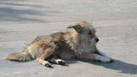 Free Video Stock Stray Dog Sunbathing Live Wallpaper - Free Live Wallpaper