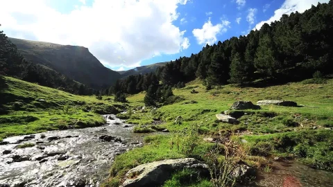 Free Video Stock Stream Crossing A Beautiful Calm Forest Live Wallpaper - Free Live Wallpaper