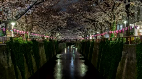 Free Video Stock Stream With Water In The City At Night Live Wallpaper - Free Live Wallpaper
