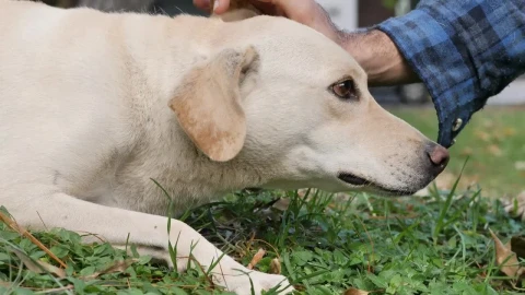 Free Video Stock Stroking A Dog Lying On The Grass Live Wallpaper - Free Live Wallpaper