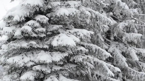 Free Video Stock Strong Winter In A Forest Full Of Frozen Pines Live Wallpaper - Free Live Wallpaper