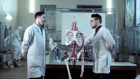 Free Video Stock Studying Human Anatomy With Dummy Skeleton Live Wallpaper - Free Live Wallpaper