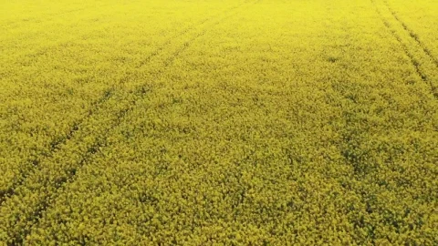 Free Video Stock Summer Farmland Live Wallpaper - Free Live Wallpaper