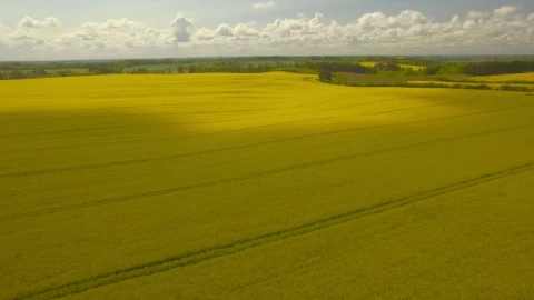Free Video Stock Summer Fields Aerial Shot Live Wallpaper - Free Live Wallpaper
