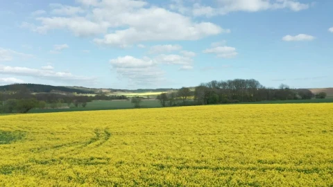 Free Video Stock Summer Fields Live Wallpaper - Free Live Wallpaper
