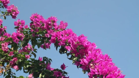 Free Video Stock Summer Flowers In A Garden Live Wallpaper - Free Live Wallpaper