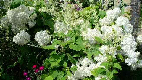 Free Video Stock Summer Garden Flowers Live Wallpaper - Free Live Wallpaper