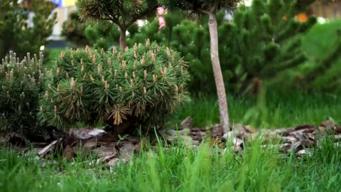 Free Video Stock Summer In The City Park Live Wallpaper - Free Live Wallpaper