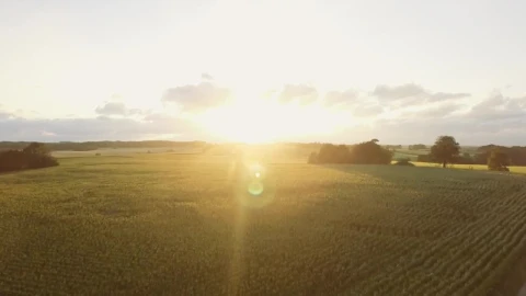 Free Video Stock Summer Sunshine Over A Field Live Wallpaper - Free Live Wallpaper
