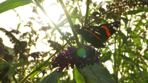 Free Video Stock Sun Against A Butterfly Live Wallpaper - Free Live Wallpaper