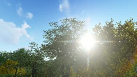 Free Video Stock Sun Flare And Trees D Live Wallpaper - Free Live Wallpaper