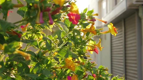 Free Video Stock Sun Flare Through A Garden Live Wallpaper - Free Live Wallpaper