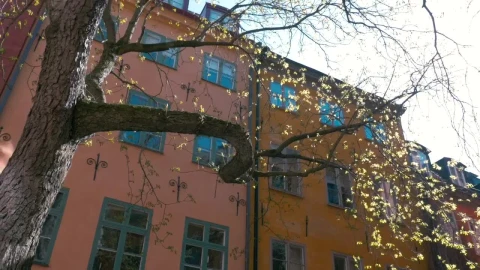 Free Video Stock Sun Flare Through A Park Tree Live Wallpaper - Free Live Wallpaper