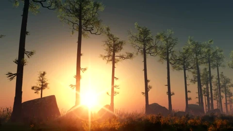 Free Video Stock Sun Rays Through A Line Of Trees Live Wallpaper - Free Live Wallpaper