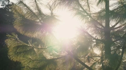 Free Video Stock Sun Reflecting On Water In A Forest Live Wallpaper - Free Live Wallpaper