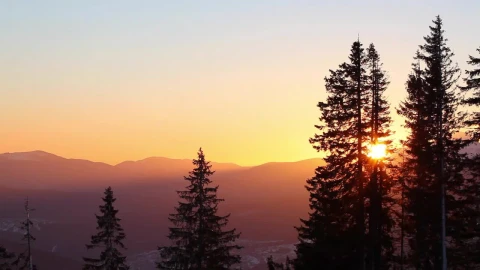Free Video Stock Sun Rising In The Skyline In The Forest Live Wallpaper - Free Live Wallpaper