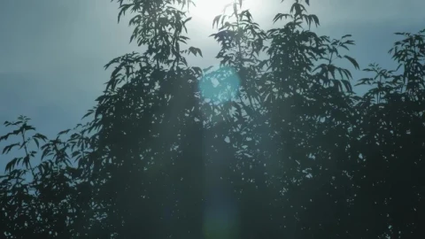 Free Video Stock Sun Seen Through The Leaves Of A Tree Live Wallpaper - Free Live Wallpaper