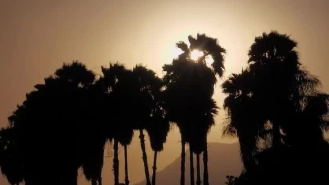 Free Video Stock Sun Setting Or Rising Over Palm Trees Live Wallpaper - Free Live Wallpaper