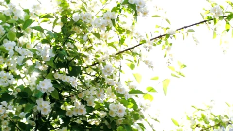 Free Video Stock Sun Shining Over Tree Blossoms Live Wallpaper - Free Live Wallpaper