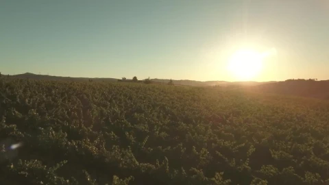 Free Video Stock Sun Shining Over Vineyards Live Wallpaper - Free Live Wallpaper