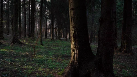Free Video Stock Sun Shining Through A Dark Forest Live Wallpaper - Free Live Wallpaper