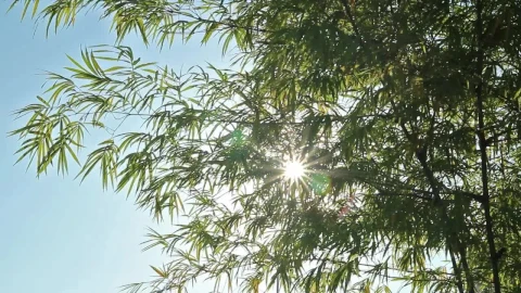Free Video Stock Sun Shining Through A Tropical Tree Live Wallpaper - Free Live Wallpaper